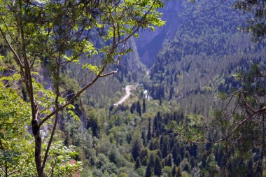 Kayalıklarda bir ağaç, arka planda derin bir vadide bir yol.
