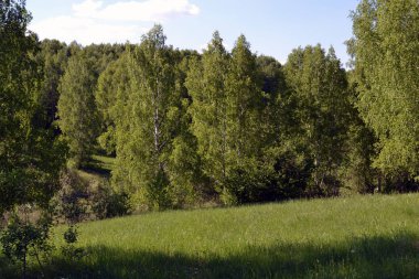 Güneşli bir günde güzel ve güzel bir orman.