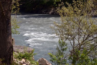 Bir dağ nehrinin arka planında güzel bir çalı ve ağaç gövdesi.