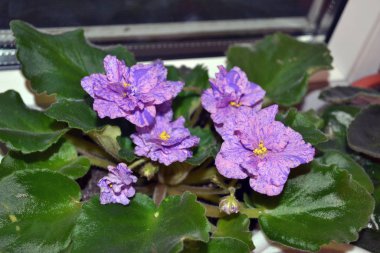 Büyüleyici güzel mor menekşe. Yakın çekim.