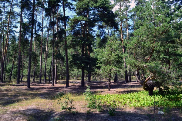 Floresta Conífera Muito Bonita Positiva Dia Ensolarado — Fotografia de Stock