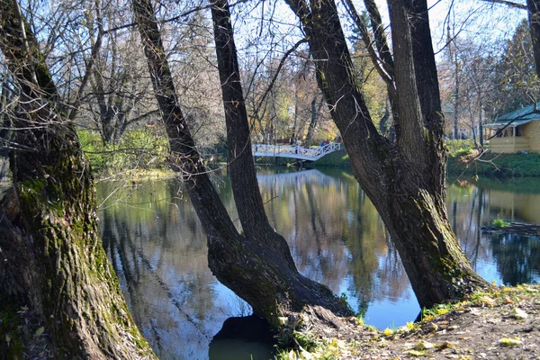 Majestic Tree Trunks Background Beautiful Park Pond — Stock Photo, Image