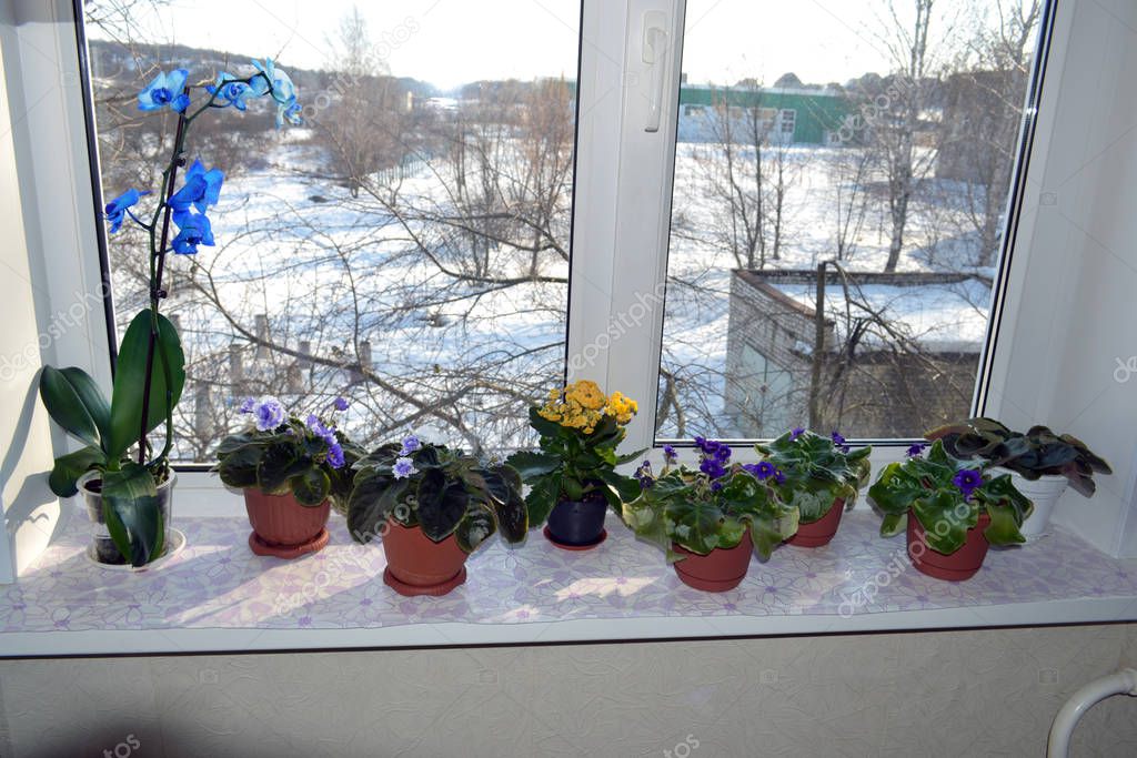 Very beautiful potted flowers on the windowsill on a Sunny winter morning