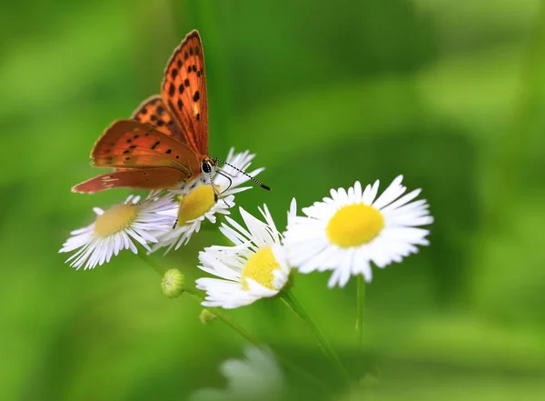 Turuncu güzellik beyaz bir çiçek üzerinde oturur.