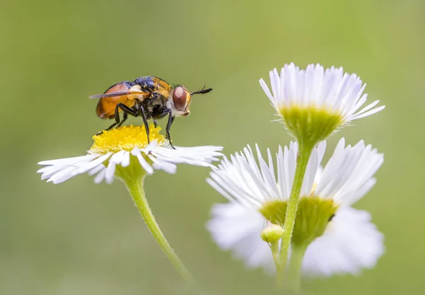 Mucha-tsokotukha on Daisy. — Stock Photo, Image