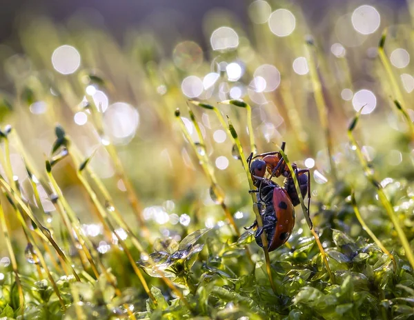 The ant attacked the ladybug. — Stock Photo, Image
