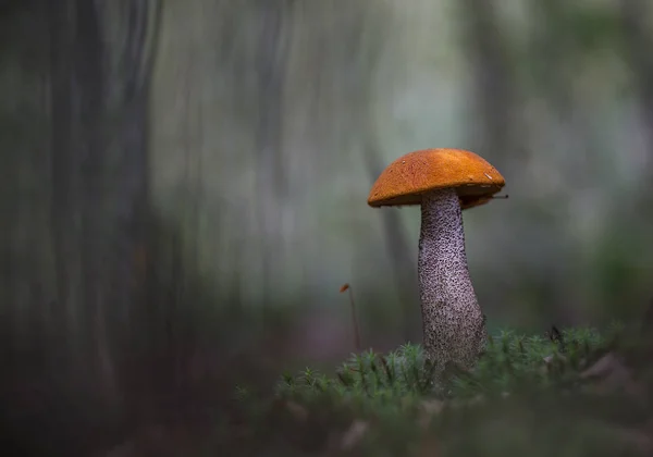 I grå trä. — Stockfoto