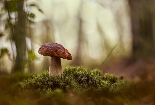 Sonbahar ormanında mantar..