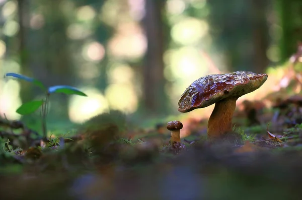 Nagy tanít keveset. — Stock Fotó