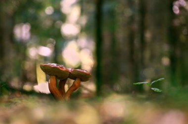 Üç kafa ile mantar .