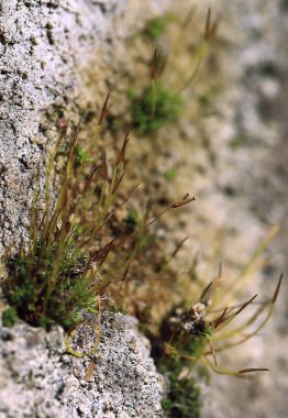 Ve taşlar üzerinde büyümek...