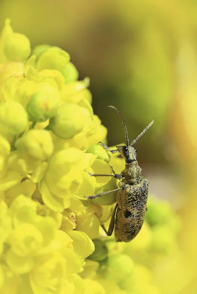 Romantisk siddende på en blomst . - Stock-foto