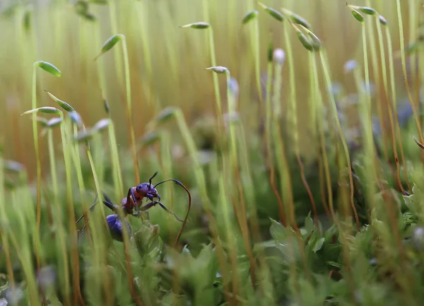 Hormiga en el bosque . Imagen De Stock