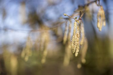 Bahar geldi, çiçekler hazel.