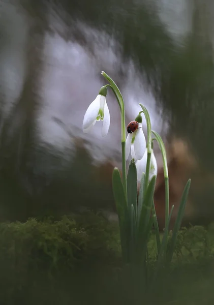 Los signos de la primavera . —  Fotos de Stock