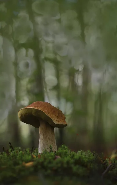 En el borde del bosque . —  Fotos de Stock