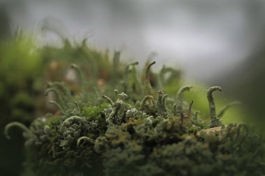 Yosunlu yeşil bitkiler.