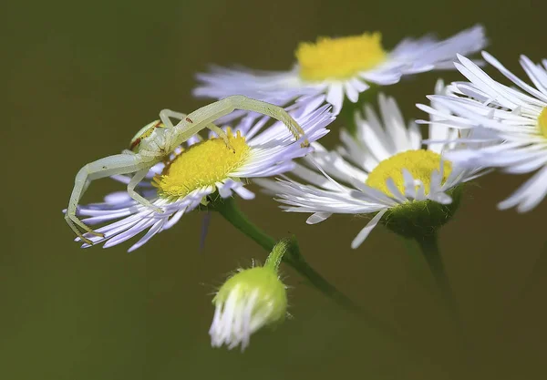 The master of camouflage. — Stock Photo, Image