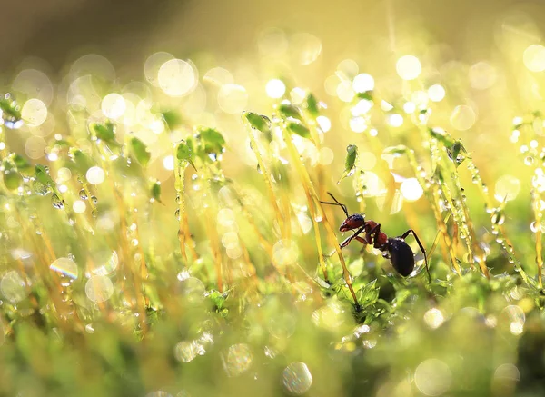 La hormiga está mojada después de la lluvia . — Foto de Stock