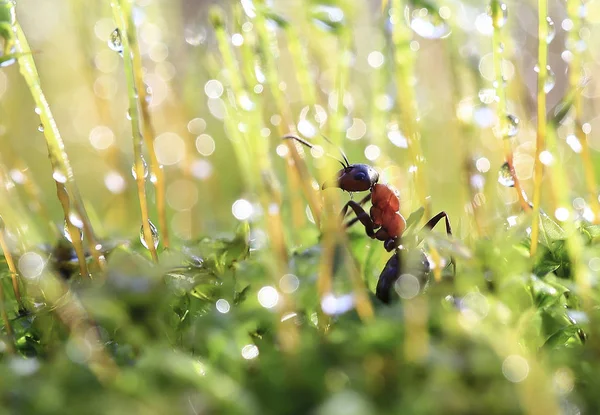 gizli varHe escondido.