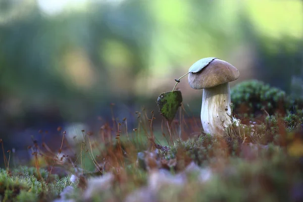 Under en Björk blad. — Stockfoto