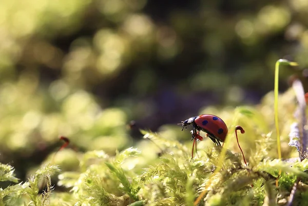 Ladybug beetle looking into the distance. — Stock Photo, Image