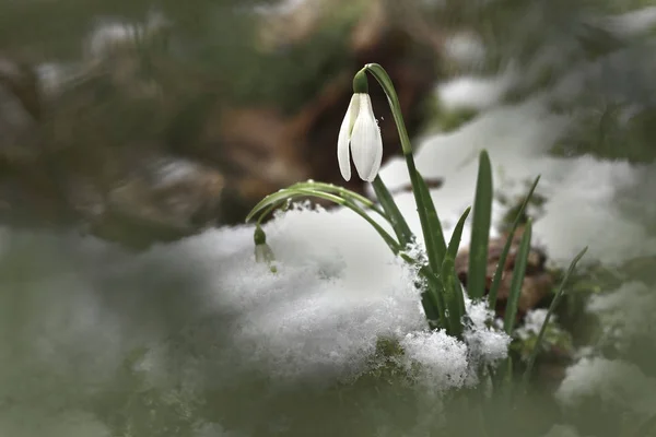 El invierno está de vuelta . —  Fotos de Stock