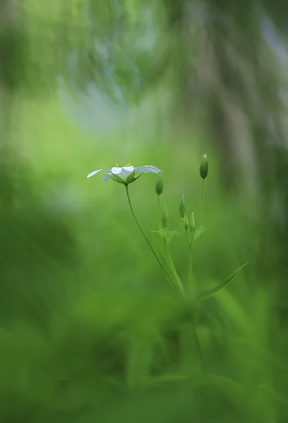 Delicate little flower in the woods. — Stock Photo, Image