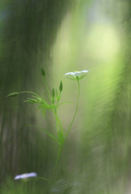 Güneş ışığı huzmesi.