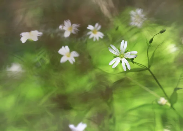 Spring asterisks forest. — Stock Photo, Image