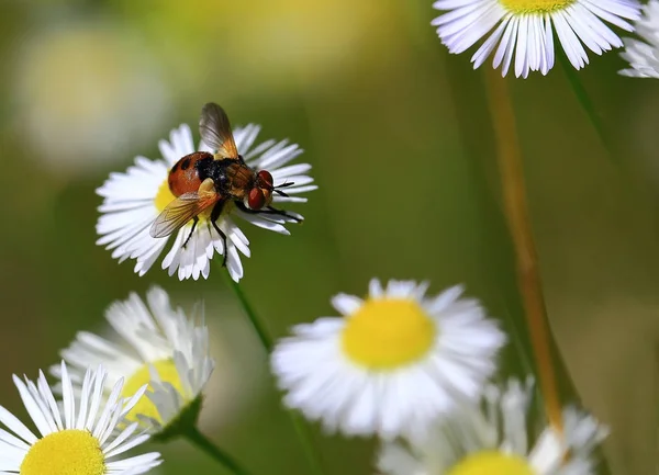 Fliege auf Gänseblümchen. Stockfoto