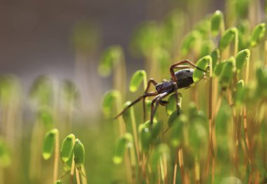 üstünde çalışan.