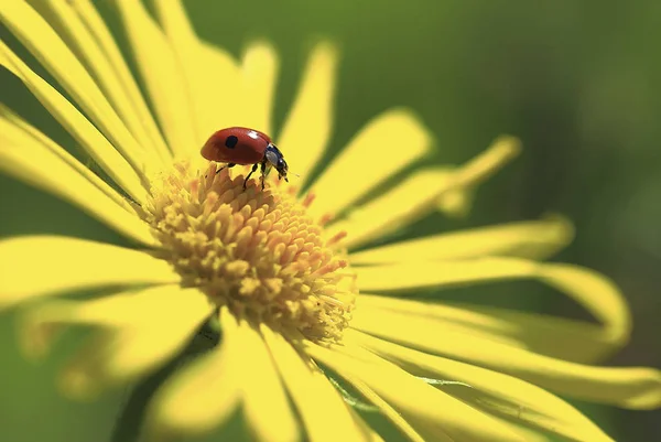 I solen. . - Stock-foto