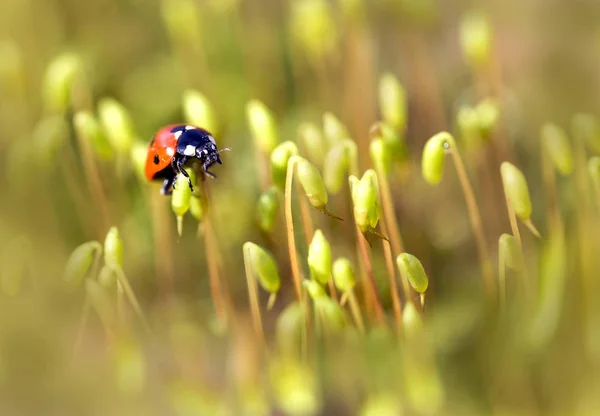 Un escarabajo se prepara para volar . — Foto de Stock