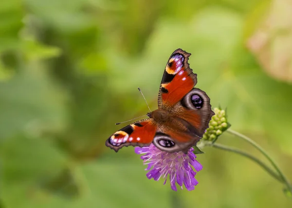 Бабочка павлиньего глаза на цветке . — стоковое фото