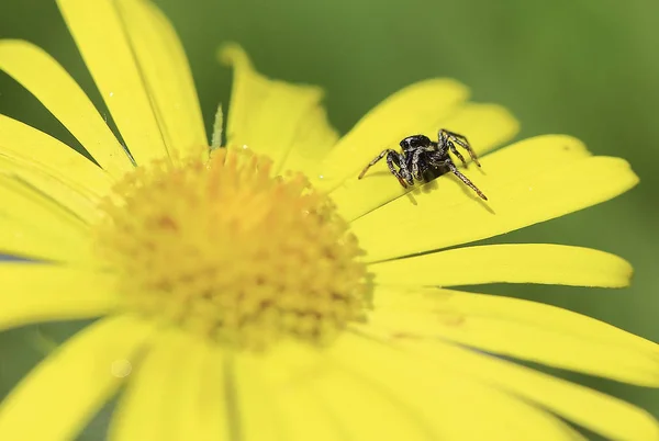 Na slunci. — Stock fotografie