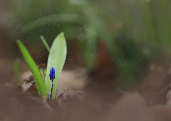 在雨中. — 图库照片