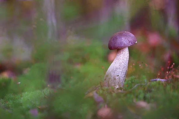 Zeleném Lese Konci Srpna Zeleném Lese Zeleným Mechem Pěstování Hub — Stock fotografie