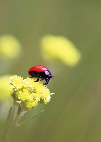 Dreamer Yellow Cloud Red Beetle Sits Yellow Flower Bright Sunny — Stock Photo, Image