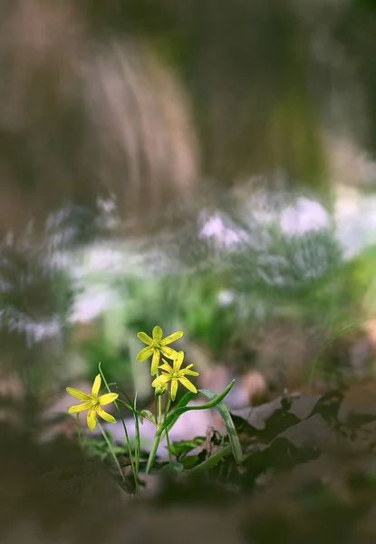 Auf Der Sonnigen Wiese Auf Der Waldlichtung Wchst Eine Gelbe — Zdjęcie stockowe