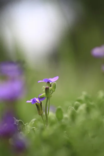 Się Air Having Uciekł Zielony Materiał Kwiatostany Kwiat Bzu Kieruje — Zdjęcie stockowe