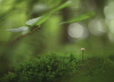 Işık. Işık ile karanlık orman.