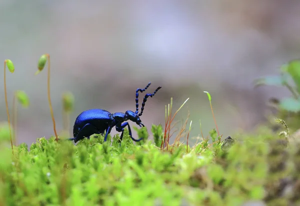 Hay Insecto Escarabajo Negro Arrastrándose Con Gran Bigote Musgo Verde — Foto de Stock