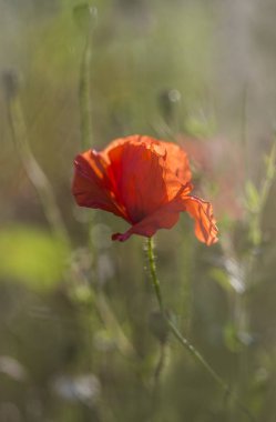 Bir yaz çayır üzerinde. Kırmızı bir nokta haşhaş çiçekleri üzerinde yeşil bir arasında bir yaz çayır çimen.