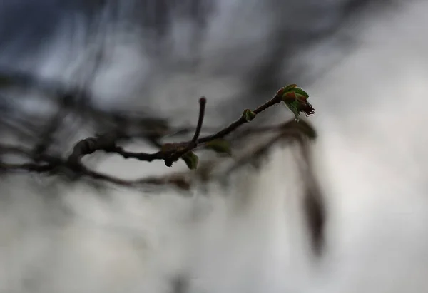 Erwachen.Nach einem langen Winter die Knospen auf den Zweigen der Bume begin nen zu Erwachen.
