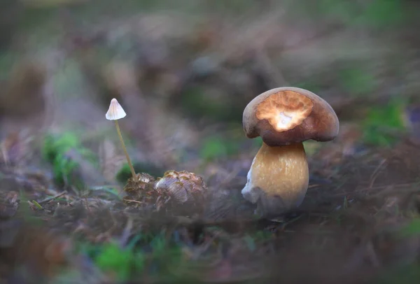 Soy Pareja Dos Hongos Completamente Diferentes Creciendo Cerca —  Fotos de Stock