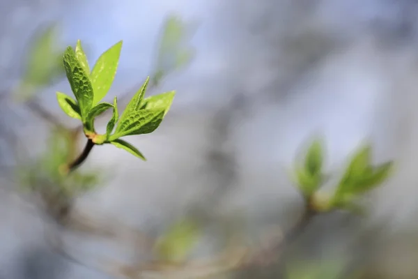 Reflection.Young sprouted leaves as it vaguely recognised.