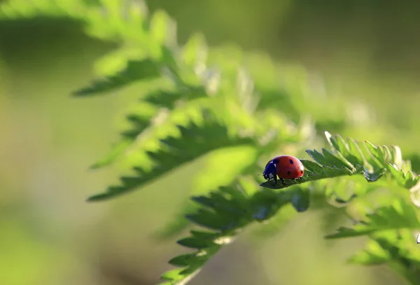 Coucher Soleil Coccinelle Prépare Vol Debout Sur Bord Une Feuille — Photo