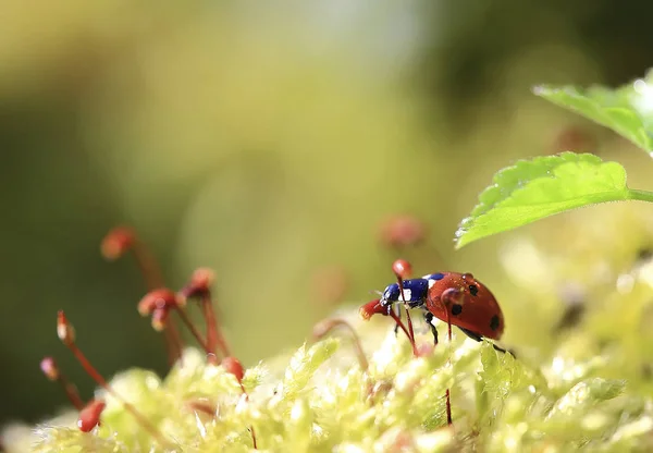 Dreamer Rain Has Expected Fall Ladybug Has Crept Out Leaf — Stock Photo, Image