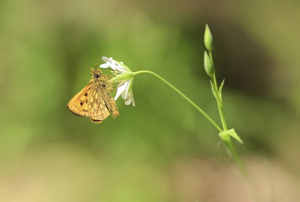 Sonnigen Frühlingstag Sammelt Die Kleine Motte Nektar Aus Den Blüten — Stockfoto